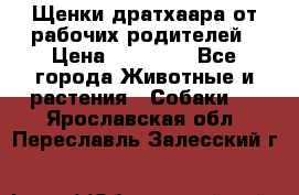 Щенки дратхаара от рабочих родителей › Цена ­ 22 000 - Все города Животные и растения » Собаки   . Ярославская обл.,Переславль-Залесский г.